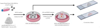 Multi-Functionalized Self-Assembling Peptides as Reproducible 3D Cell Culture Systems Enabling Differentiation and Survival of Various Human Neural Stem Cell Lines